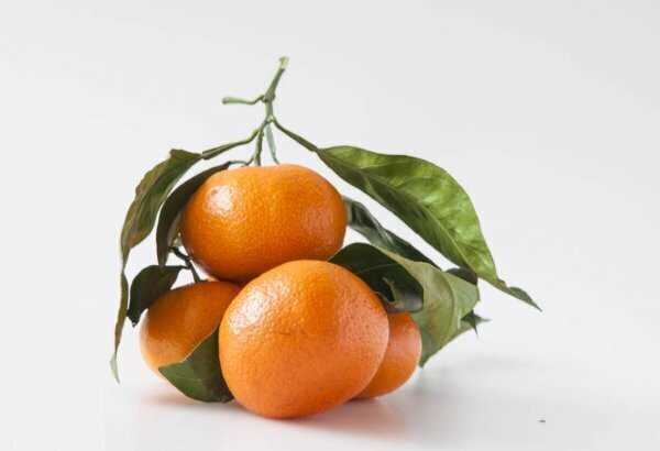 Mandarina Rama Valencia