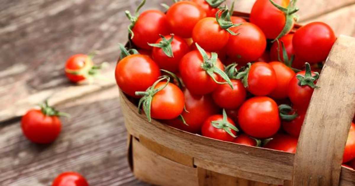 tomates terrabonita